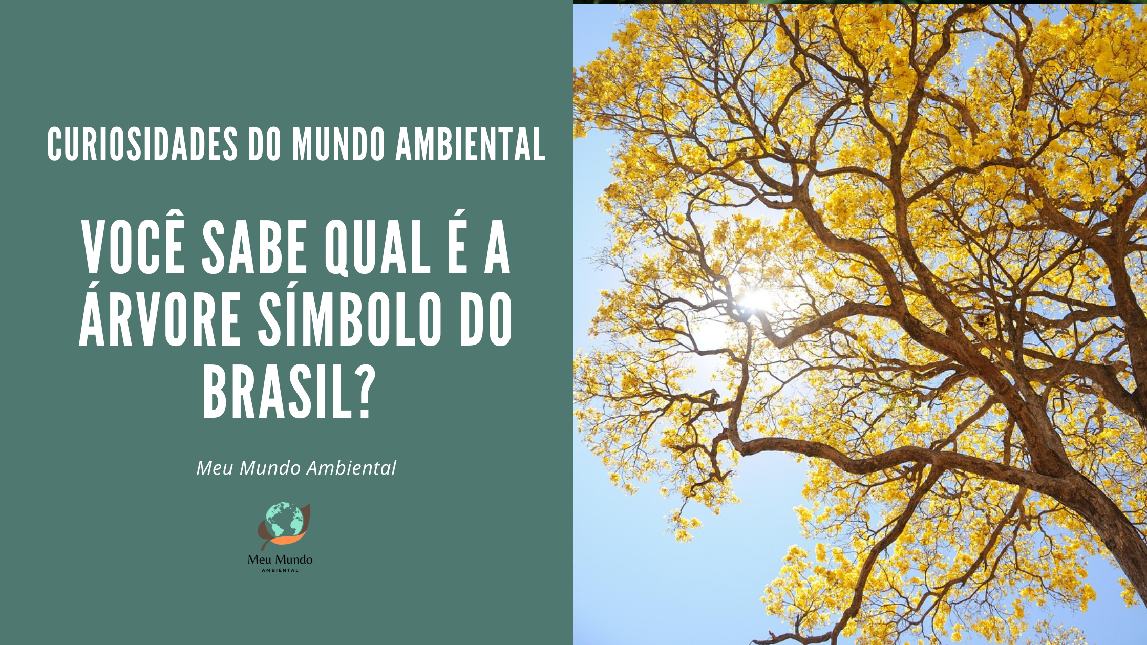 Você sabe qual é a árvore símbolo do Brasil?