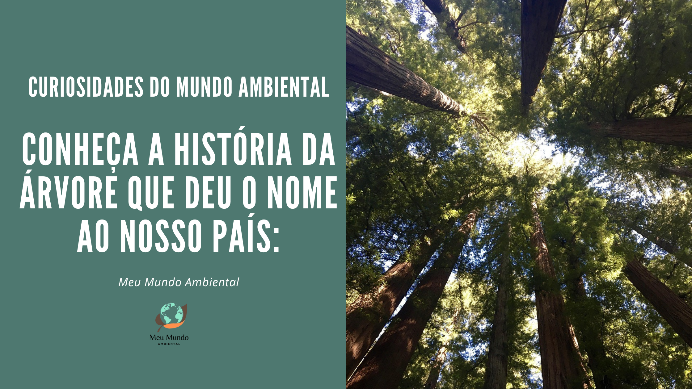 Você sabe qual é a árvore símbolo do Brasil?