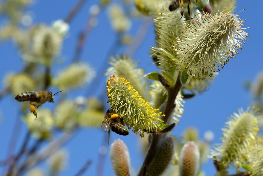 willow-catkin-502575_1280